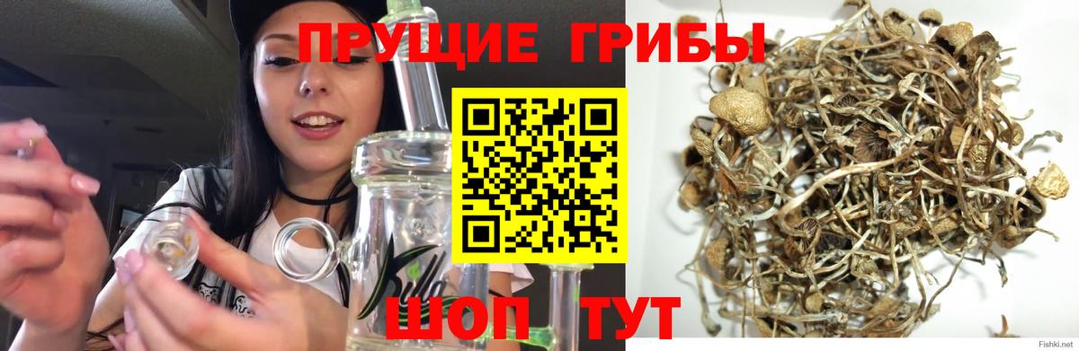 Галлюциногенные грибы ЛСД  Вход с VPN  где продают наркотики  Мценск  Псилоцибиновые грибы мухоморы 